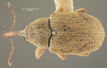 Media type: image;   Entomology 2055 Aspect: habitus dorsal view